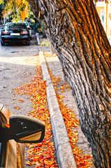 Fallen yellow leaves on the side of the road in the city.