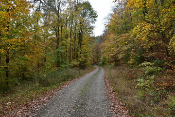Fototapeta na wymiar Wald-Waldweg-Pfad-Natur-Bäume