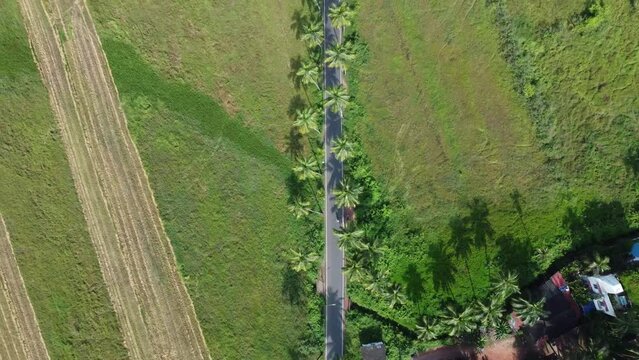 drone shots of Dear Zindagi Raod known as the Parra coconut tree road, in North Goa. 