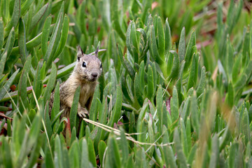 Ground squirrels in California bay area