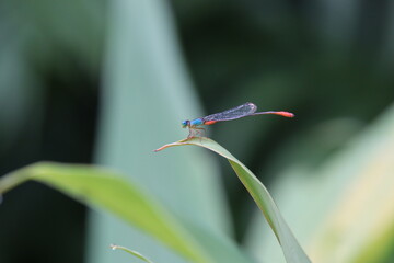 Orange tailed Marsh Glider on a leaf