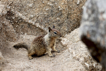 Ground squirrels in California bay area