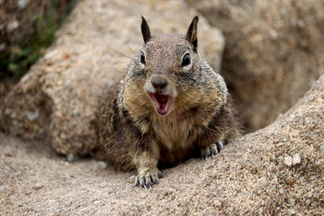 Ground squirrels in California bay area