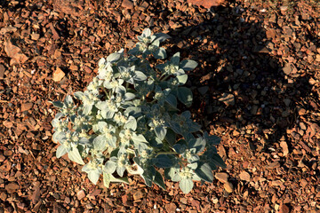 plant on a dry ground