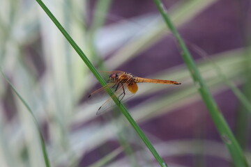 Crimson Marsh Glider in a garden