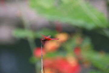 red dragonfly on a leaf
