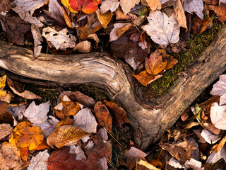 autumn leaves on the ground
