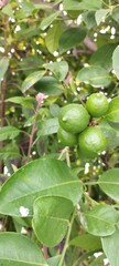 green lemons on tree