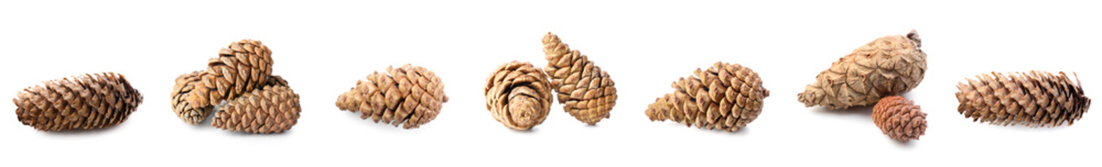 Collage of coniferous cones on white background