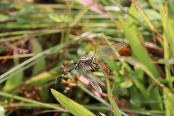 Slender Skimmer Dragonfly on a blade of grass