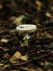 Mushroom 7