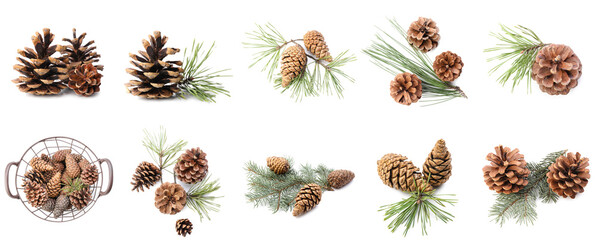Collage of coniferous cones isolated on white