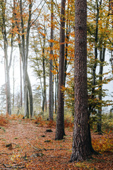 autumn in the forest