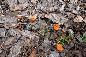 Brown pine bark on the ground in the forest. Texture