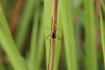 Fototapeta premium True Insect on a blade of grass