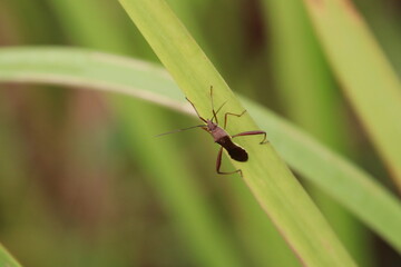 True Insect on a blade of grass