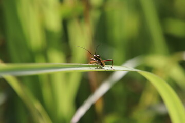 True Insect on a blade of grass