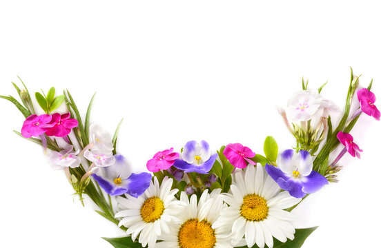pattern of daisies, phloxes, violets isolated on white background. There is free space for text.