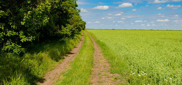 Green field with flowering peas, blue sky and a country road. Wide photo.