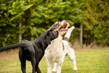 two dogs playing