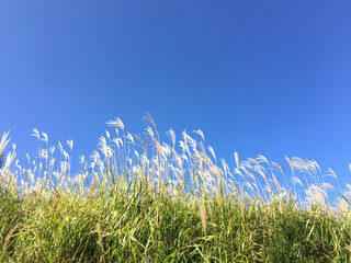 ススキと青空