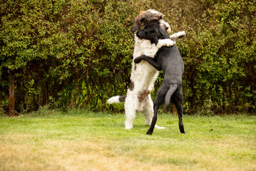 two dogs playing