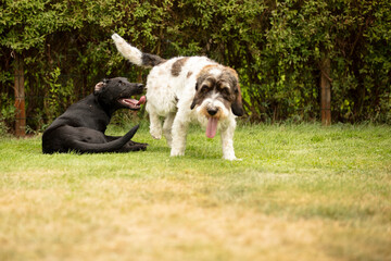 two dogs playing