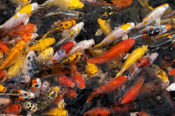 Obraz na płótnie Canvas Group of colourful Japanese Koi swimming in the pond