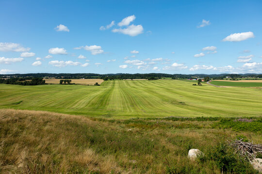 New cut feeld summer gras, Sweden &Auml;sta