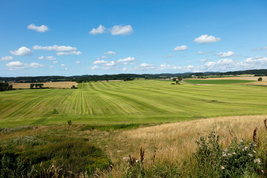 New cut feeld summer gras, Sweden &Auml;sta