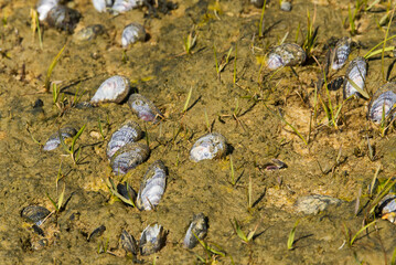 blue mussel bed sandy beach new england