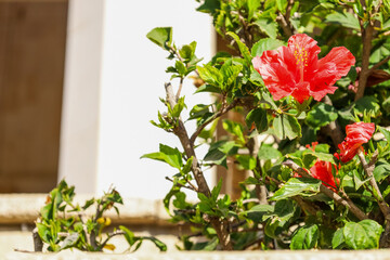 Fototapeta na wymiar Beautiful Chinese hibiscus outdoors, closeup