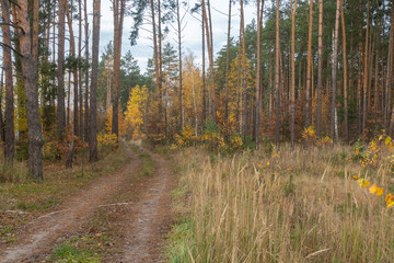 Road in a pine forest on a warm autumn day