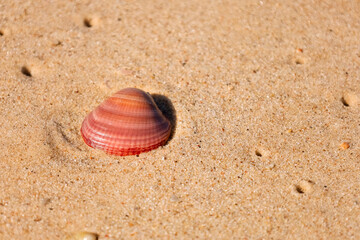 Fototapeta na wymiar Beautiful seashell on sand, closeup