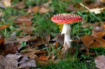 Fly agaric mushroom in autumn macro