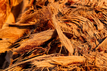 Palm tree bark as background, closeup