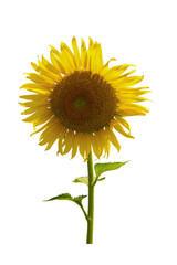 Big sunflower isolated on white background. This has clipping path.
