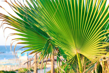 Tropical palm tree outdoors, closeup