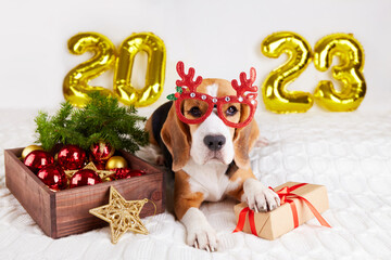 Happy New Year and Merry Christmas 2023. A beagle dog in Christmas glasses is lying on a bed with...