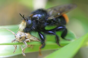 Naklejka premium オオイシアブ