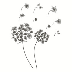 Set of dandelions. Black silhouette of two dandelions Vector