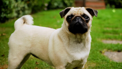 Obraz premium The pug is waiting for its little owner