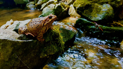 Frogs are waiting for their prey in the creek
