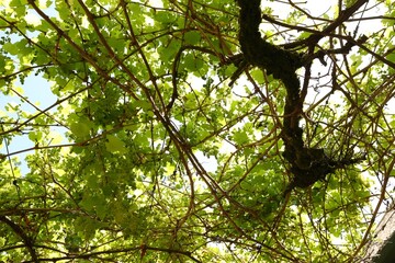 An upward view of a vine growing on a pergola in the Western Cape, South Africa.