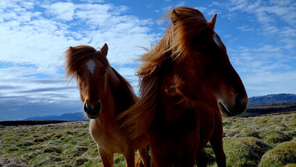 Two fine horses blowing the wind