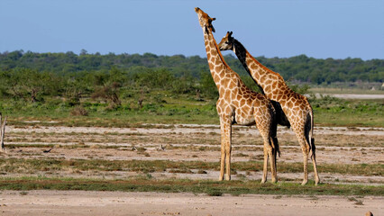 Two giraffes basking in the sun