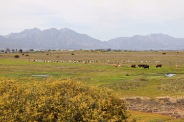 Fototapeta premium À herd of cattle going home across a green field near Worcester, South Africa.