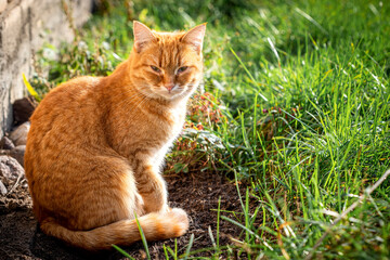 Naklejka na ściany i meble Street red cat basking in the sun.