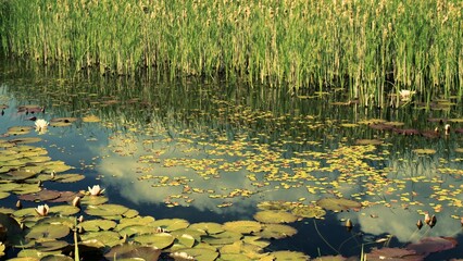 Teich