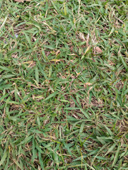 green grass background